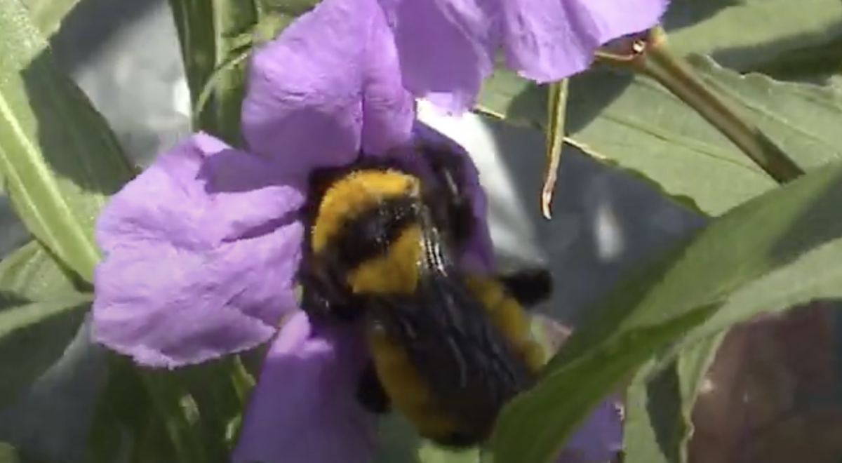 Texas Leads Efforts to Restore Bee Populations